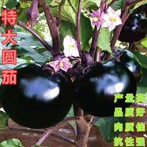 黑圆茄种子紫黑圆茄种子黑龙快圆茄蔬菜种子大圆茄子