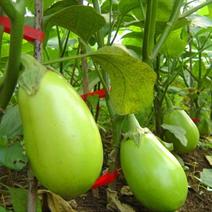 蔬菜种子绿油茄种子青茄子绿茄子早熟肉质疏松阳台盆栽四季播