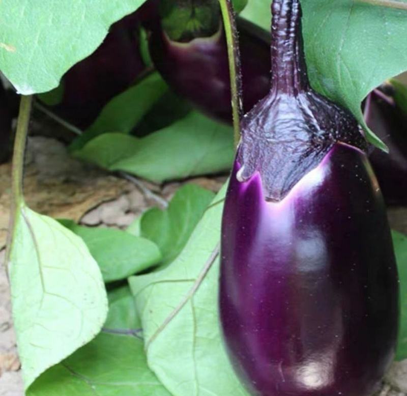 蔬菜种子紫冠茄种子茄子种籽阳台盆栽菜园四季种子茄子种籽