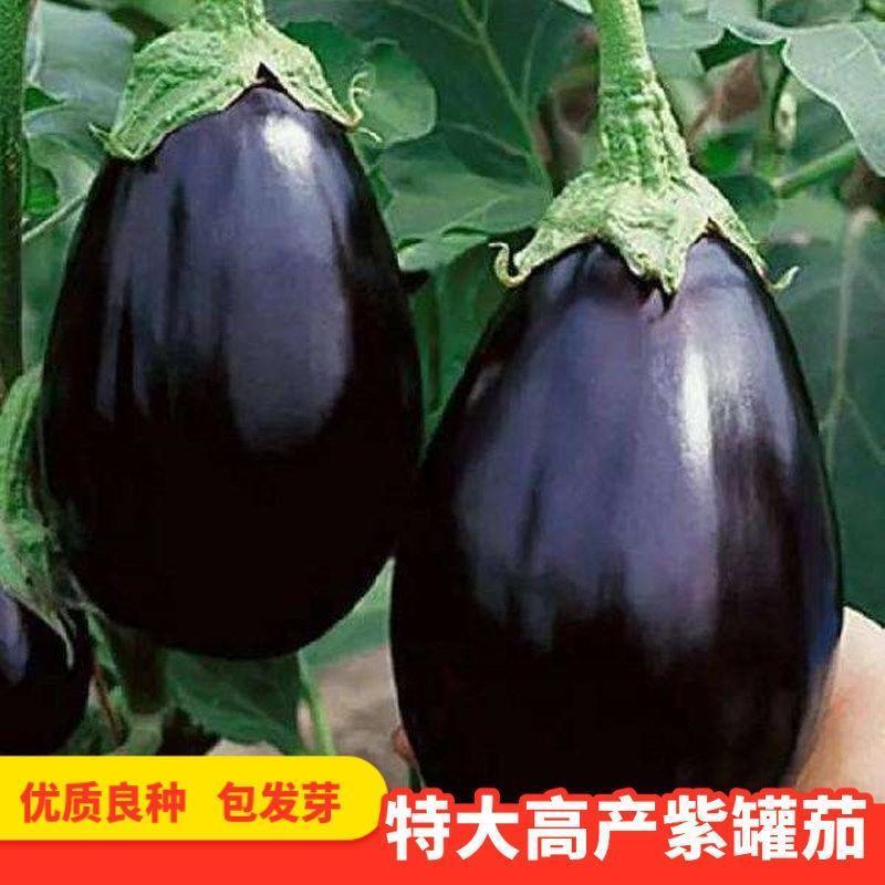 蔬菜种子紫冠茄种子茄子种籽阳台盆栽菜园四季种子茄子种籽