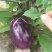 蔬菜种子紫冠茄种子茄子种籽阳台盆栽菜园四季种子茄子种籽
