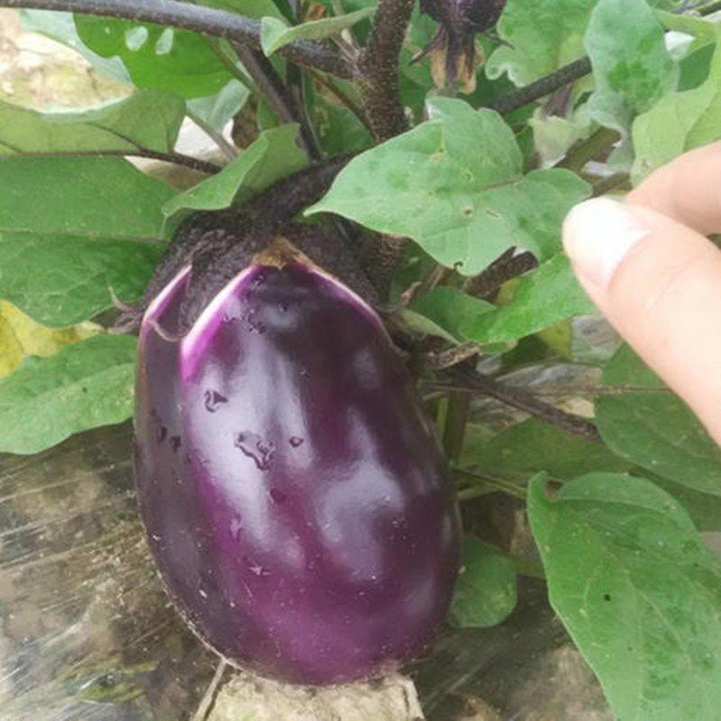 蔬菜种子紫冠茄种子茄子种籽阳台盆栽菜园四季种子茄子种籽