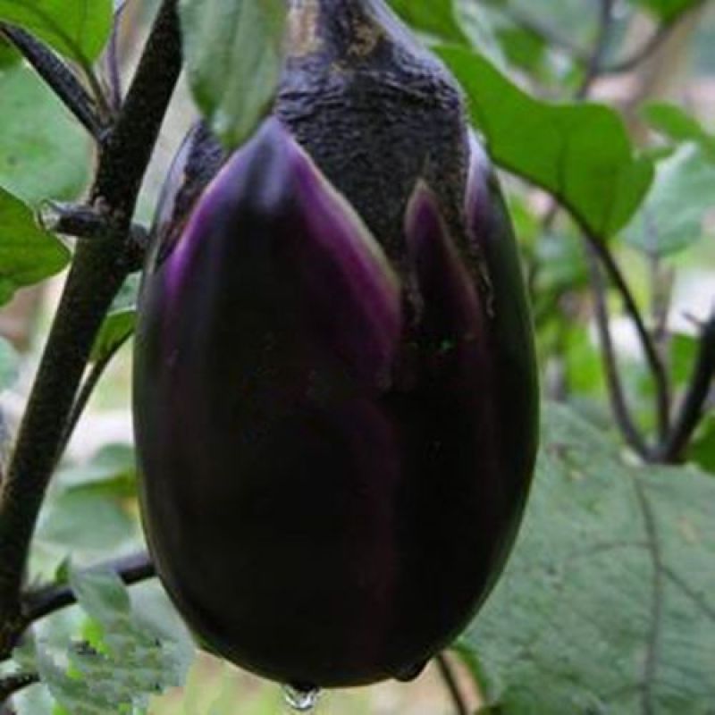 蔬菜种子紫冠茄种子茄子种籽阳台盆栽菜园四季种子茄子种籽