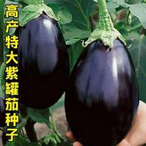蔬菜种子紫冠茄种子茄子种籽阳台盆栽菜园四季种子茄子种籽