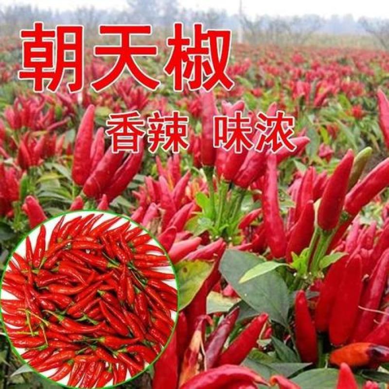 朝天椒种子辣椒种籽小米辣椒高产四季食用盆栽蔬菜种苗孑籽种