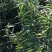 朝天椒种子辣椒种籽小米辣椒高产四季食用盆栽蔬菜种苗孑籽种