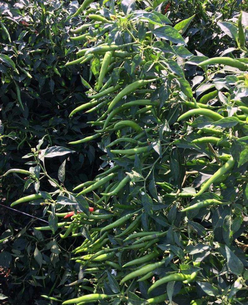 朝天椒种子辣椒种籽小米辣椒高产四季食用盆栽蔬菜种苗孑籽种