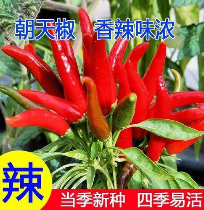 朝天椒种子辣椒种籽小米辣椒高产四季食用盆栽蔬菜种苗孑籽种