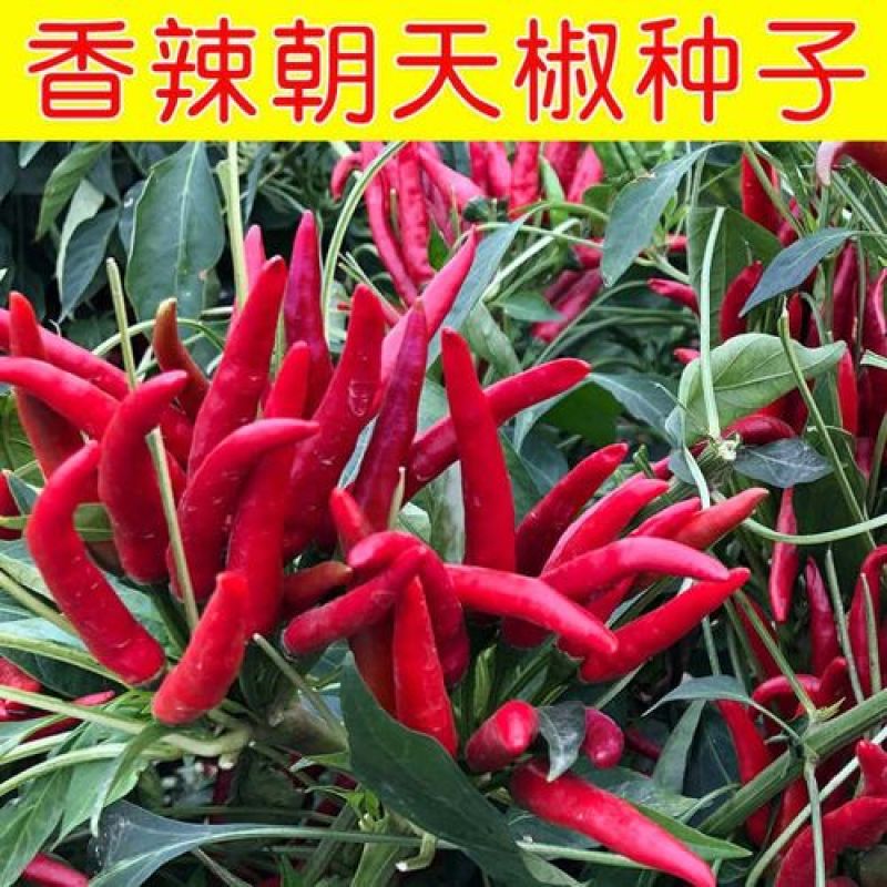 朝天椒种子辣椒种籽小米辣椒高产四季食用盆栽蔬菜种苗孑籽种