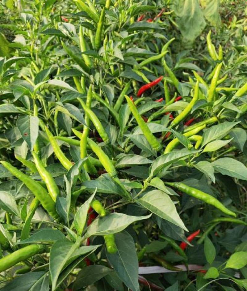 朝天椒种子辣椒种籽小米辣椒高产四季食用盆栽蔬菜种苗孑籽种