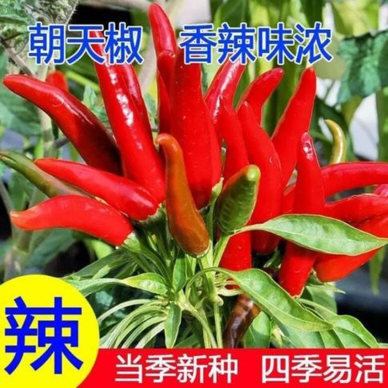 朝天椒种子辣椒种籽小米辣椒高产四季食用盆栽蔬菜种苗孑籽种