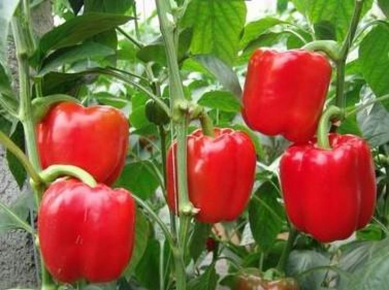 甜椒种子辣椒青椒种籽灯笼红菜椒蔬菜阳台盆栽南方种高产易种