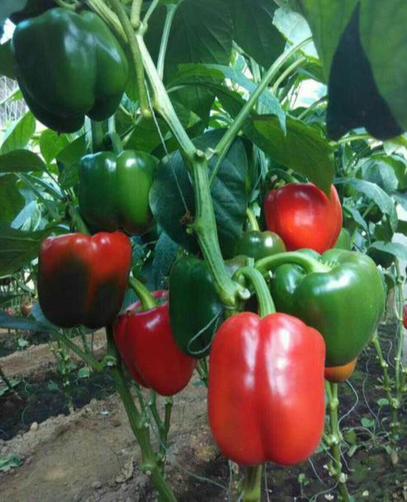 甜椒种子辣椒青椒种籽灯笼红菜椒蔬菜阳台盆栽南方种高产易种