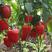 甜椒种子辣椒青椒种籽灯笼红菜椒蔬菜阳台盆栽南方种高产易种
