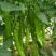 羊角椒种子辣椒种子四季蔬菜种子阳台庭院盆栽植物高产