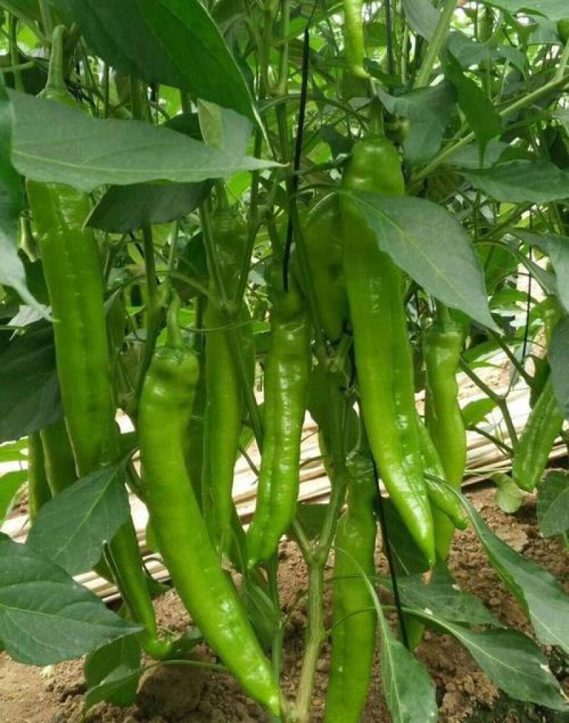 羊角椒种子辣椒种子四季蔬菜种子阳台庭院盆栽植物高产