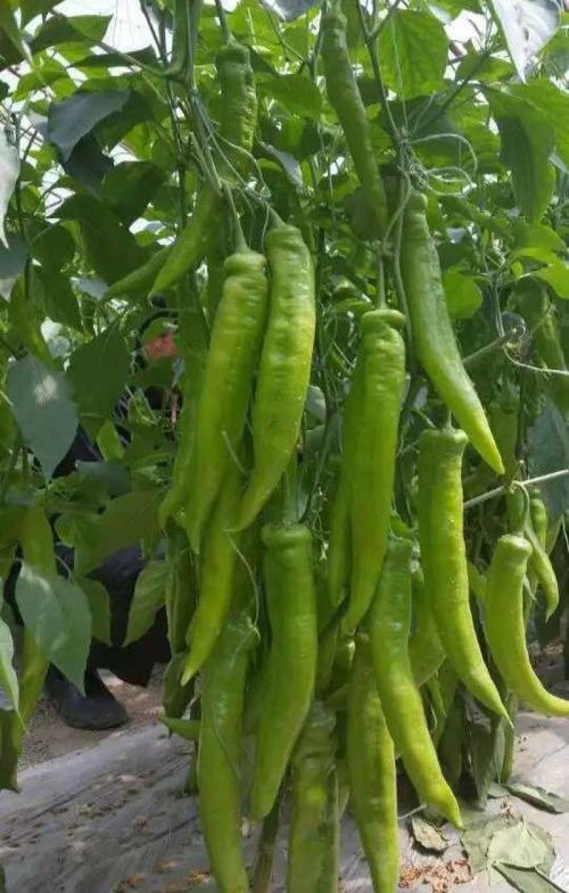 羊角椒种子辣椒种子四季蔬菜种子阳台庭院盆栽植物高产