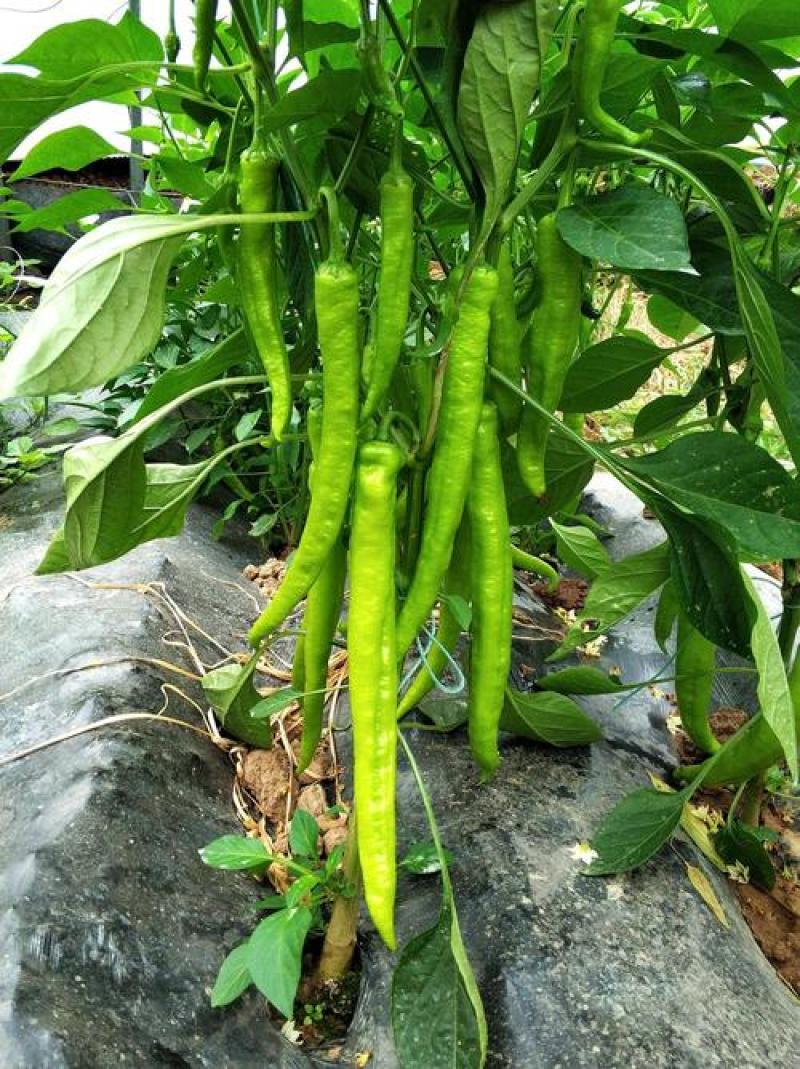 羊角椒种子辣椒种子四季蔬菜种子阳台庭院盆栽植物高产