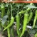 羊角椒种子辣椒种子四季蔬菜种子阳台庭院盆栽植物高产
