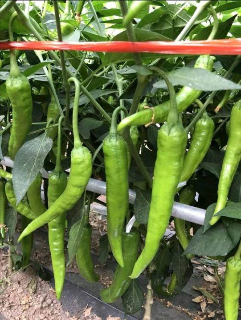 羊角椒种子辣椒种子四季蔬菜种子阳台庭院盆栽植物高产