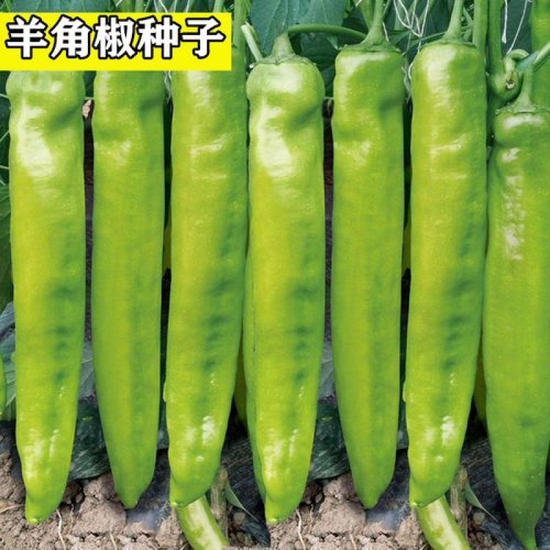 羊角椒种子辣椒种子四季蔬菜种子阳台庭院盆栽植物高产
