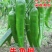 特大牛角椒种子大果羊角青椒尖椒辣椒种籽高产春季秋季蔬菜种