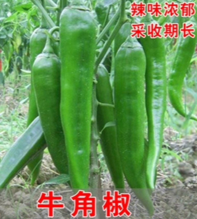 特大牛角椒种子大果羊角青椒尖椒辣椒种籽高产春季秋季蔬菜种