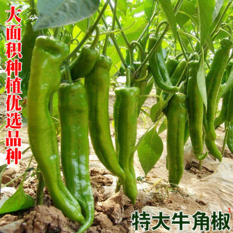 特大牛角椒种子大果羊角青椒尖椒辣椒种籽高产春季秋季蔬菜种
