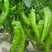 特大牛角椒种子大果羊角青椒尖椒辣椒种籽高产春季秋季蔬菜种