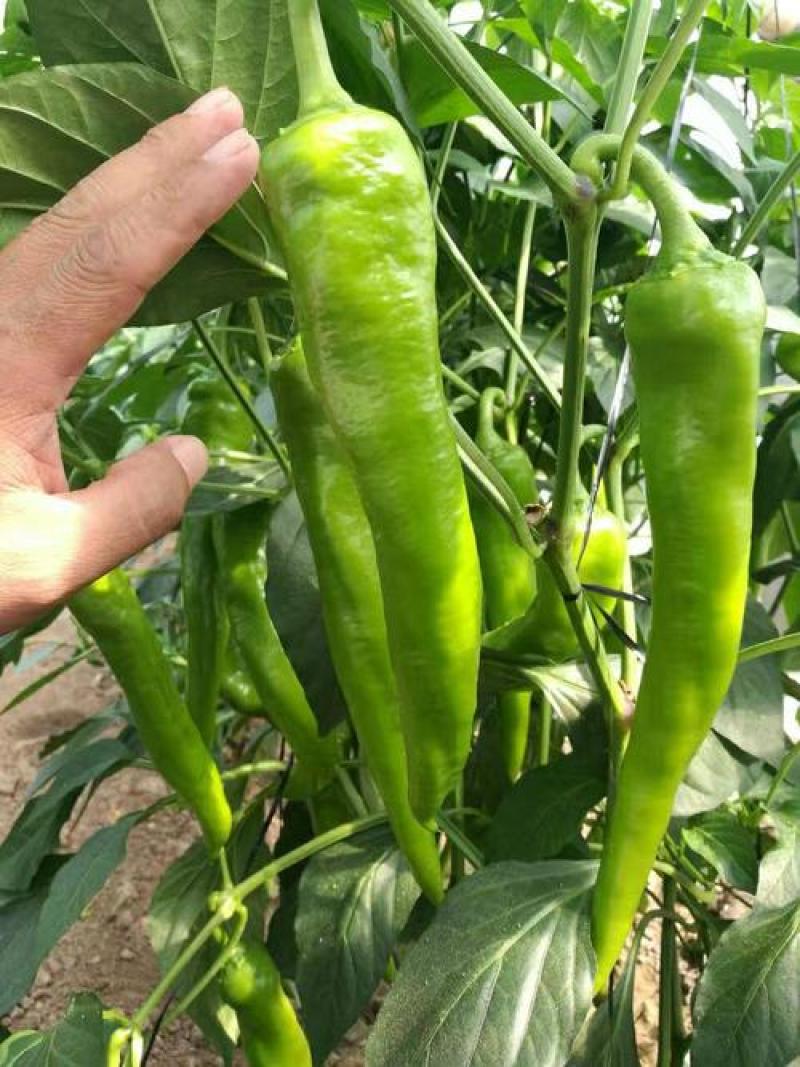 特大牛角椒种子大果羊角青椒尖椒辣椒种籽高产春季秋季蔬菜种