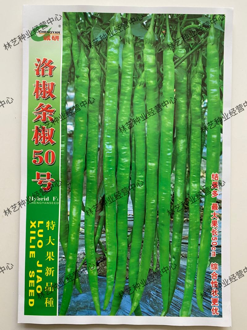 诚研洛椒条椒50号线椒辣椒种孑籽子大果早中熟翠绿微皱高产