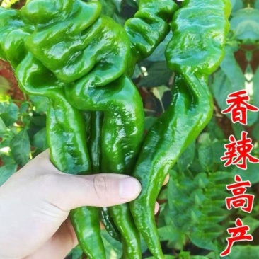 诚研洛椒43号特大果螺丝椒种子巨型高产抗病毒病超辣