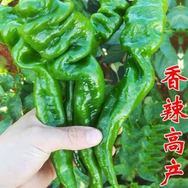诚研洛椒43号特大果螺丝椒种子巨型高产抗病毒病超辣