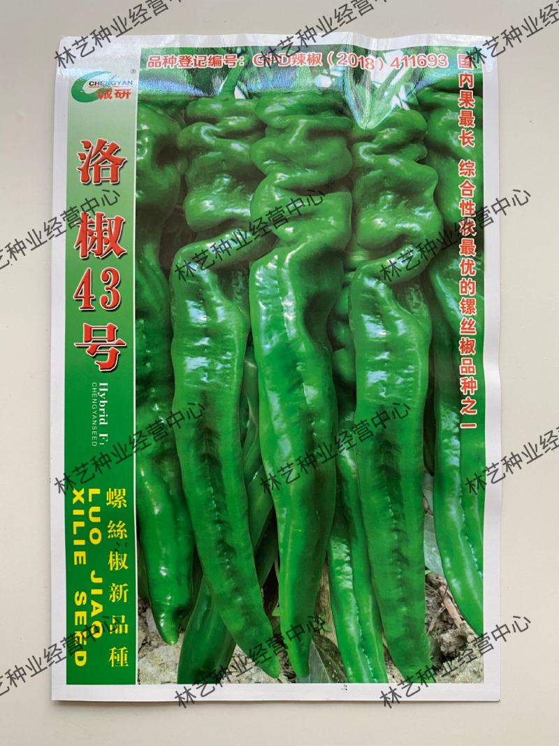 诚研洛椒43号特大果螺丝椒种子巨型高产抗病毒病超辣