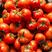 绿肩草莓西红柿，三抗大红西红柿，抗线虫抗衰抗叶霉，产量高