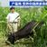 墨西哥玉米草种进口蚂蚱羊草牛草种子刈割次数多高产草籽四季