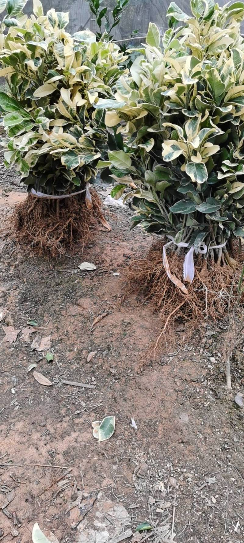 西瓜柚苗，西瓜柚，观赏和鲜食具备，苗圃直供，假一赔十。.