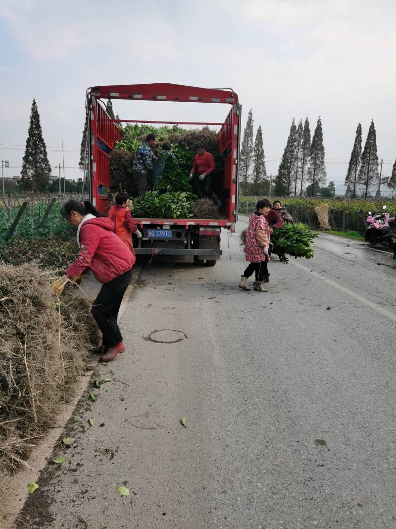 玳玳苗，玳玳花苗，药材苦橙花苗，药枳壳苗直销批发枝条供应