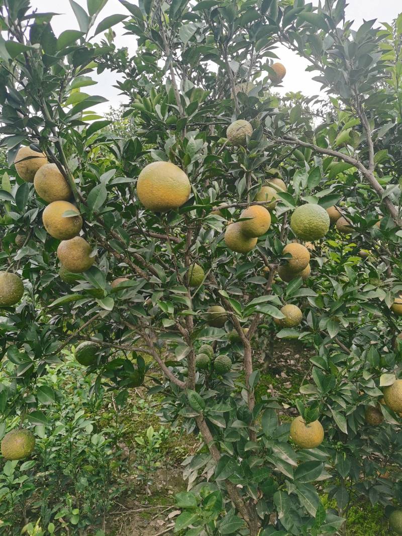 玳玳苗，玳玳花苗，药材苦橙花苗，药枳壳苗直销批发枝条供应