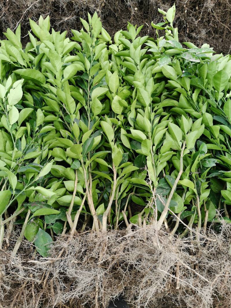 玳玳苗，玳玳花苗，药材苦橙花苗，药枳壳苗直销批发枝条供应