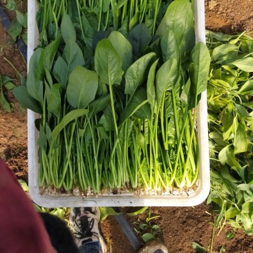 大叶大棚菠菜叶片绿