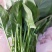 大叶大棚菠菜叶片绿
