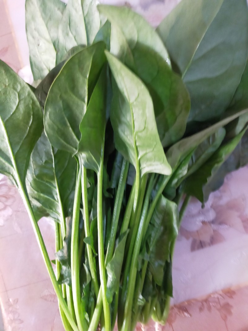 大叶大棚菠菜叶片绿