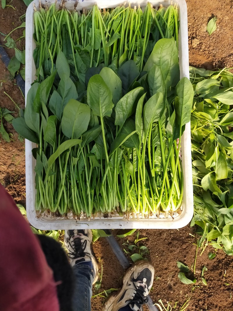 大叶大棚菠菜叶片绿