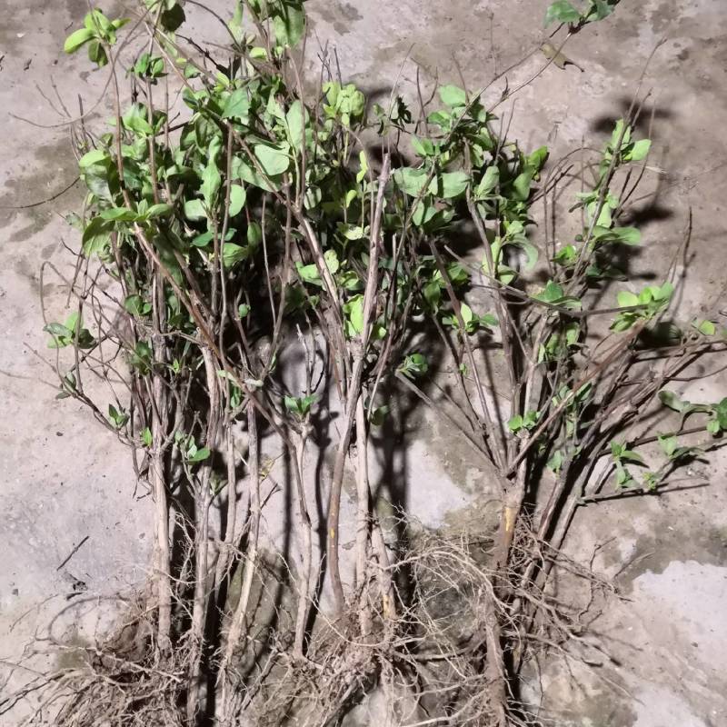 河南封丘四季树形金银花苗（汇丰一号大量出售