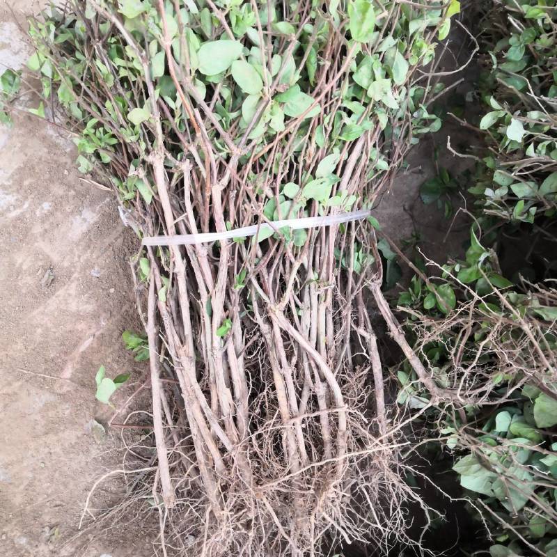 河南封丘四季树形金银花苗（汇丰一号大量出售