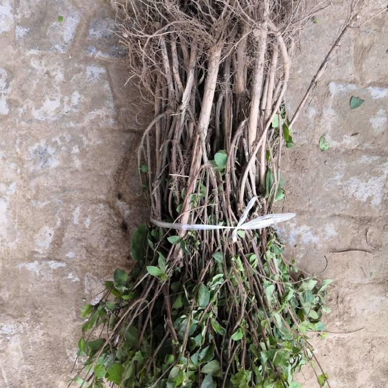 河南封丘四季树形金银花苗（汇丰一号大量出售