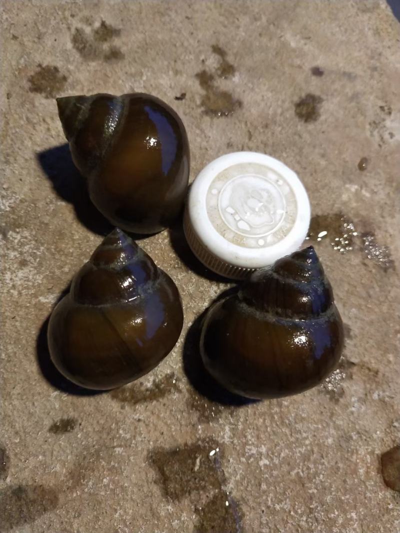 精品厚壳田螺，大中小各种规格有货