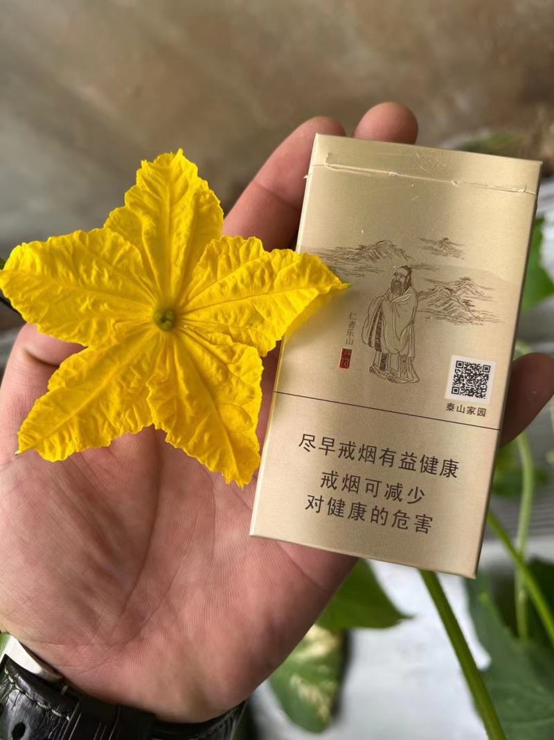 莱玺水果黄瓜种子，值大虎基地专用水果黄瓜种子