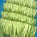 菜苔